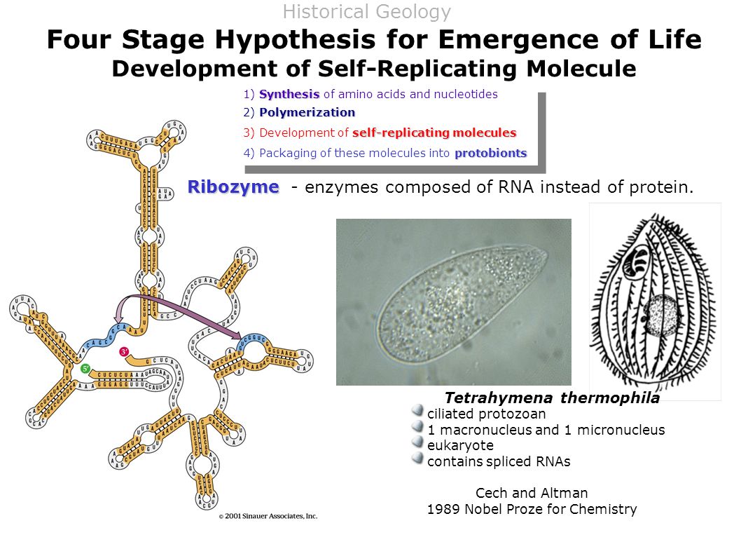 Life evo 4 stages